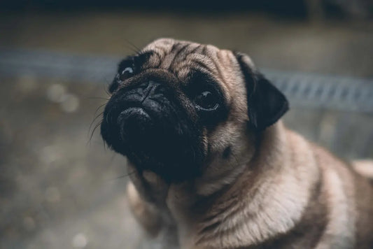 shallow focus photography of adult fawn pug