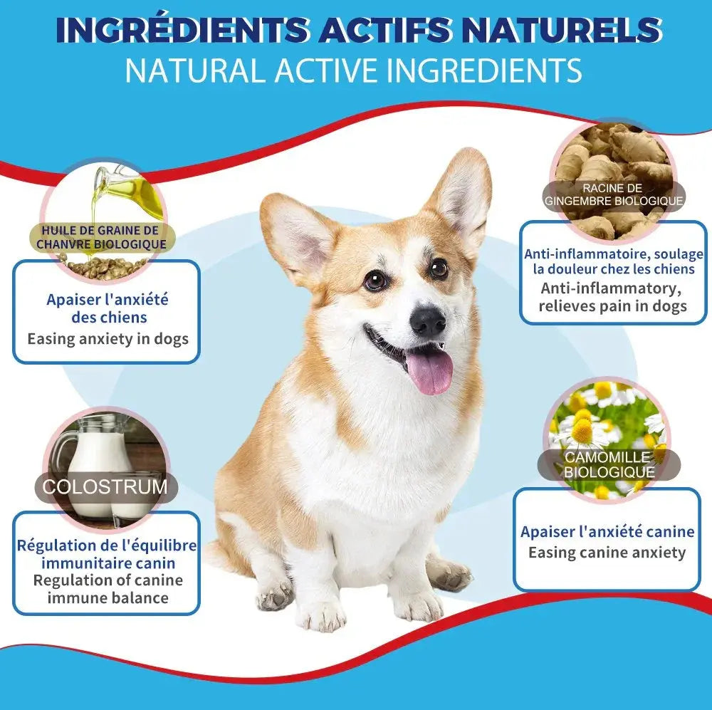 Chien Corgi entouré d'ingrédients naturels apaisants comme camomille et chanvre, colostrum et gingembre, texte sur les bienfaits pour l'anxiété canine.