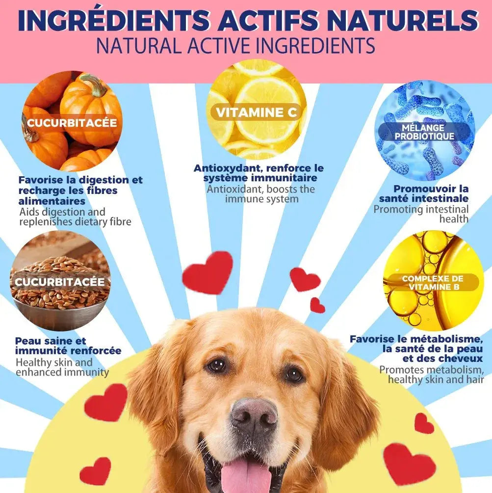 Chien heureux devant des ingrédients actifs naturels comme citrouille, vitamine C, probiotiques, vitamine B.