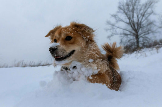 Chien roux qui court dans la neige profonde en hiver