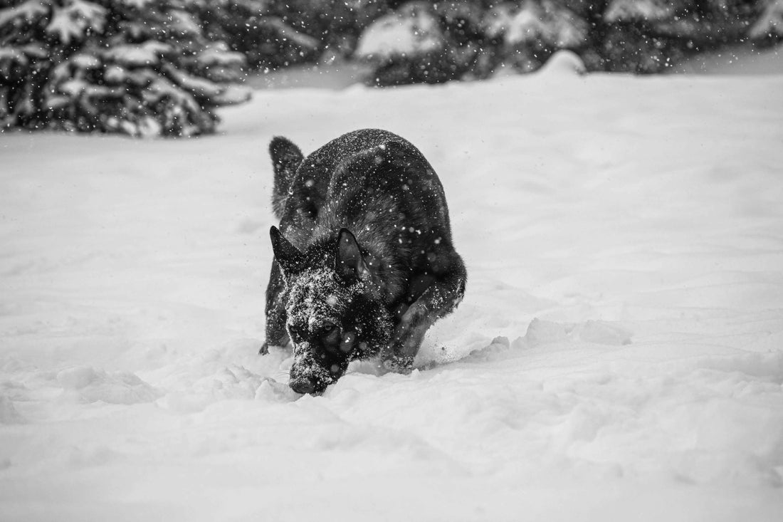 Chien noir qui court dans la neige