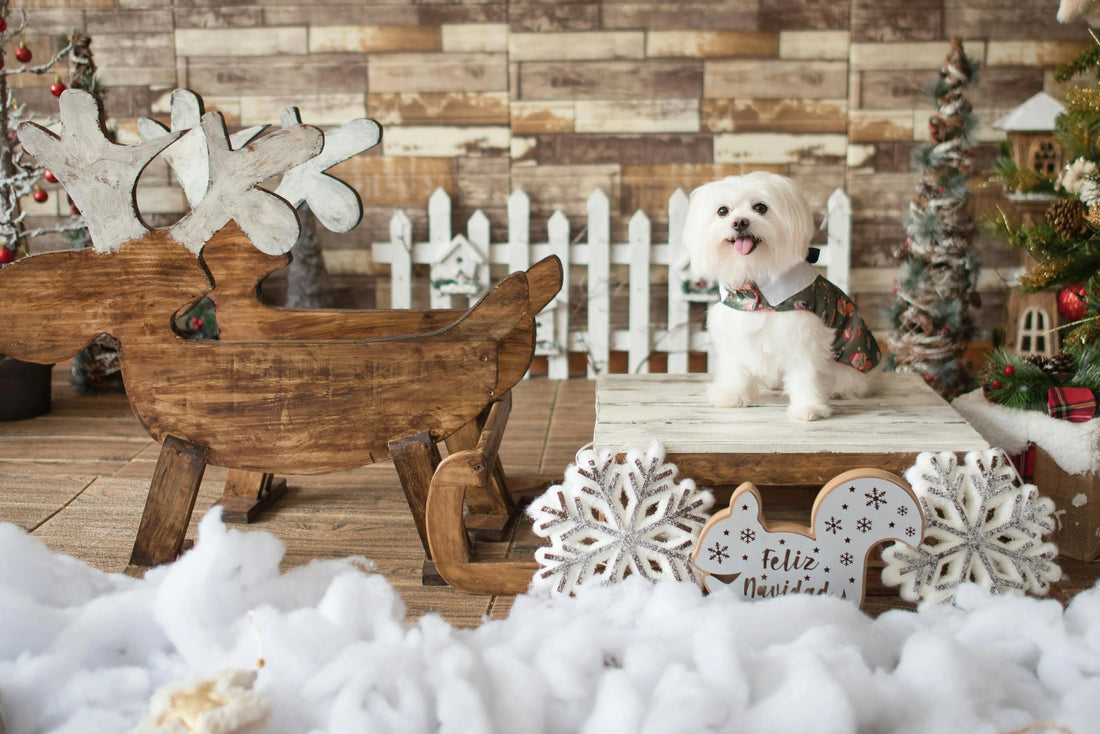 Petit chien blanc dans un décor de Noël avec traîneau en bois et fausse neige