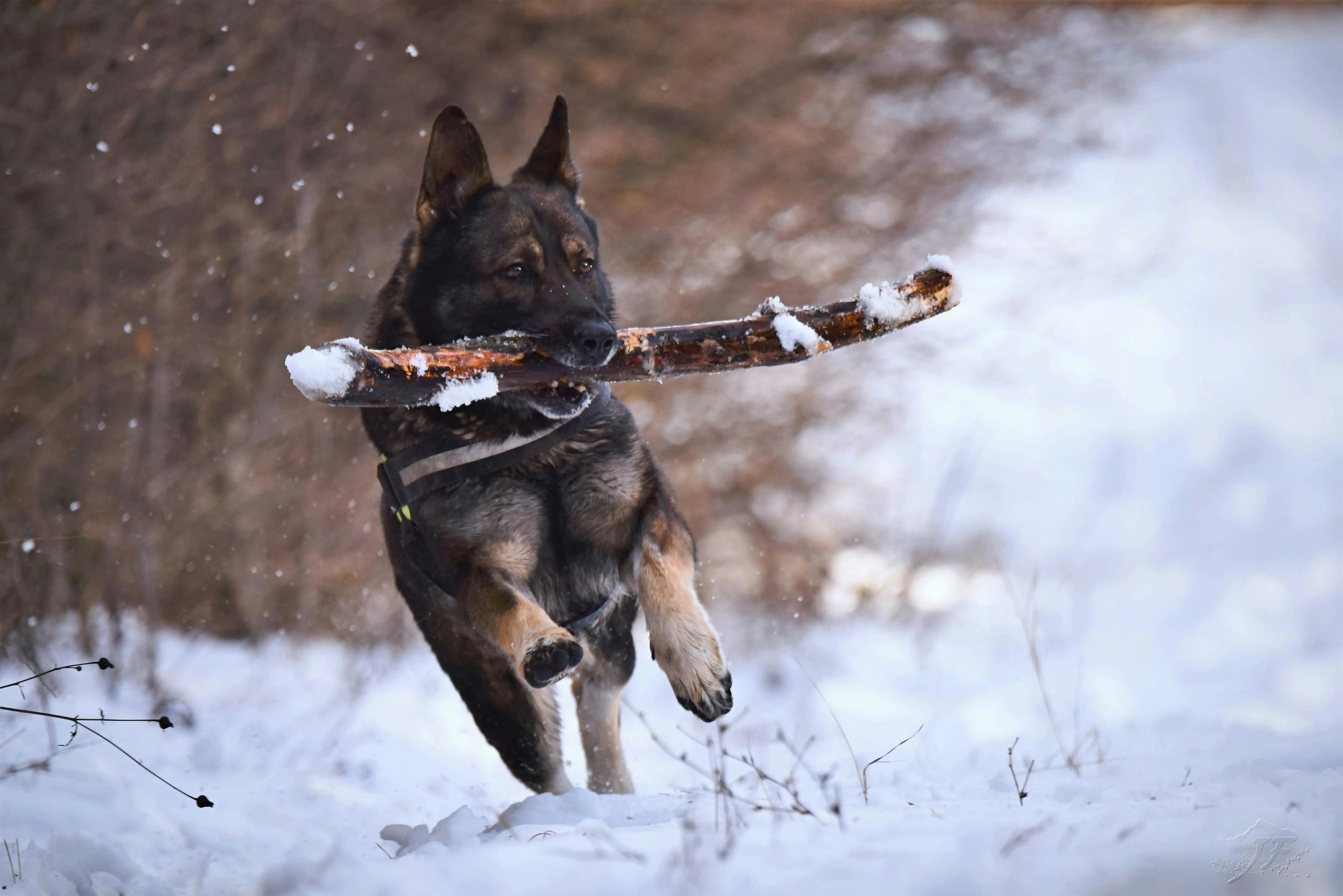 Résolutions santé pour votre chien en 2026 : commencez l’année avec votre compagnon en pleine forme - Anivéra