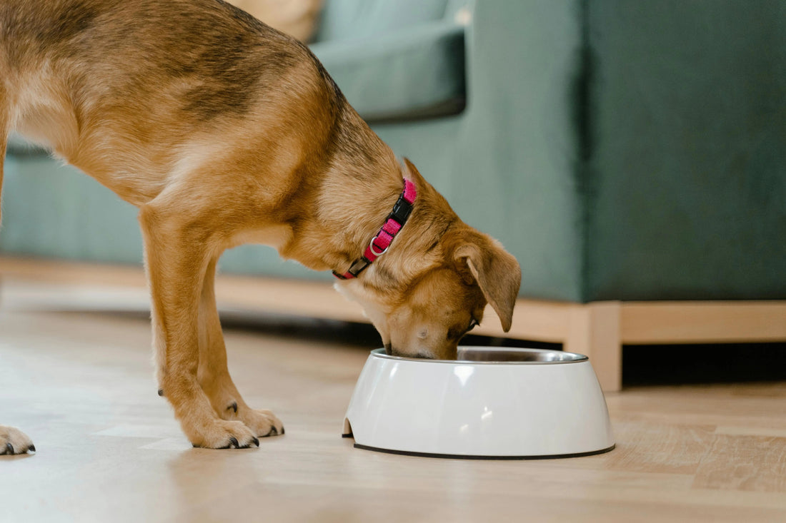 Chien qui mange sa nourriture dans un bol blanc