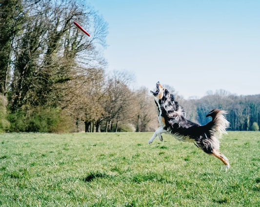 a dog jumping in the air to catch a frisbee
