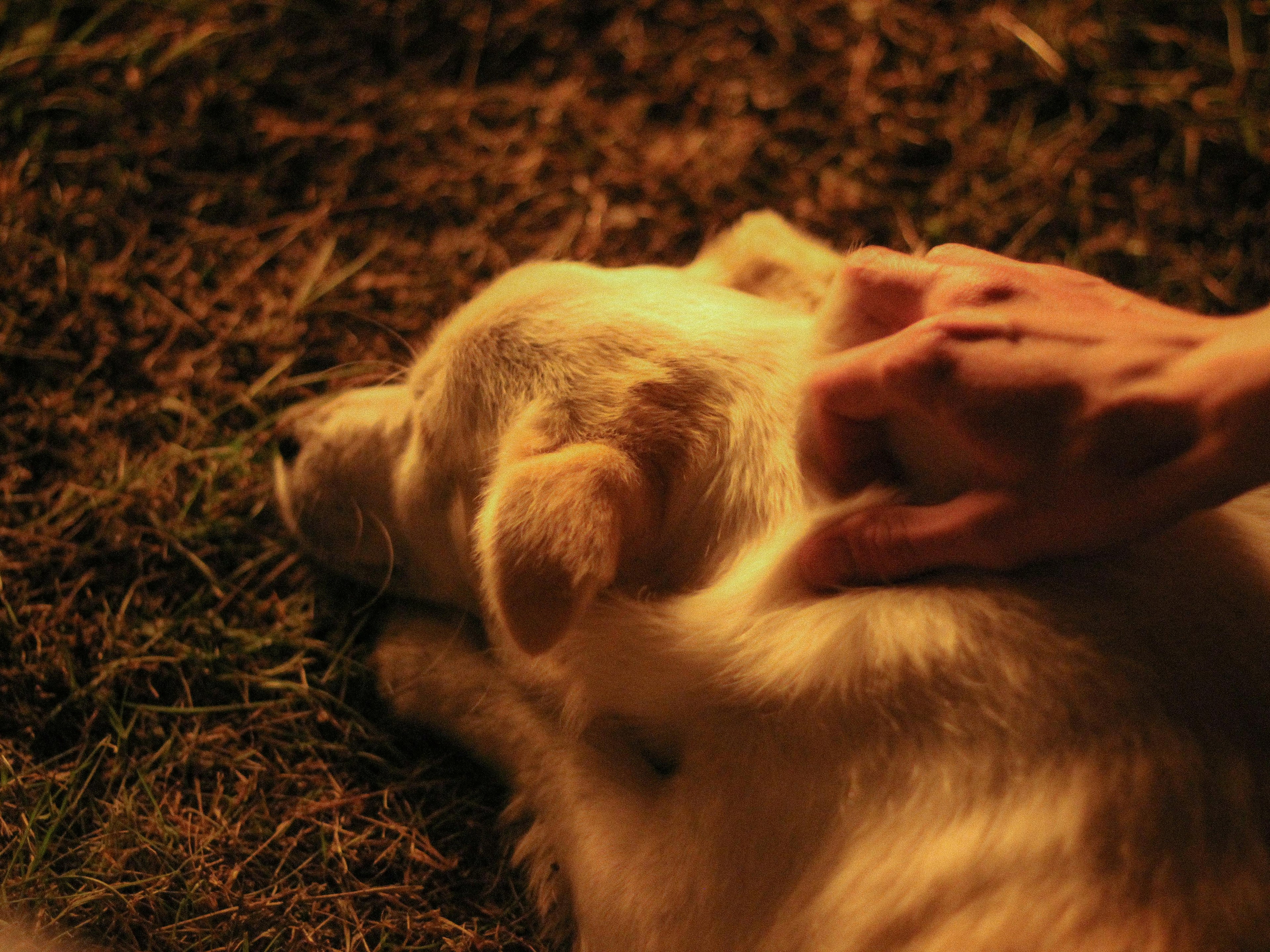 chien stressé Image