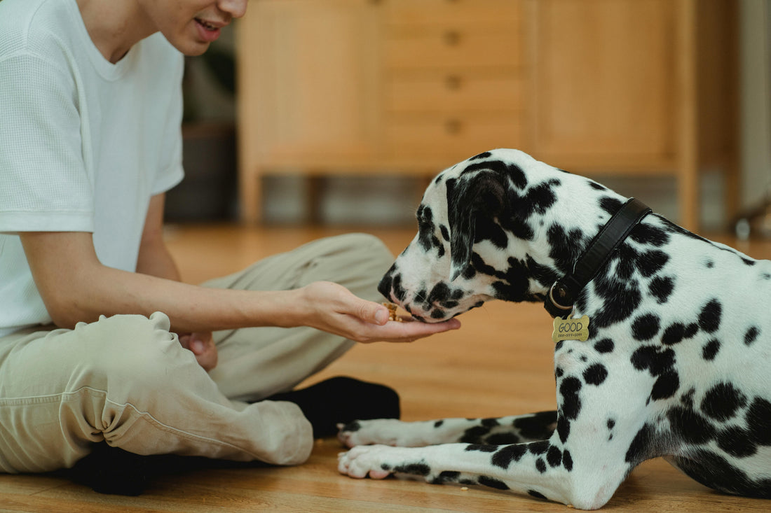 Dalmatien qui prend une gâterie dans la main de son humain