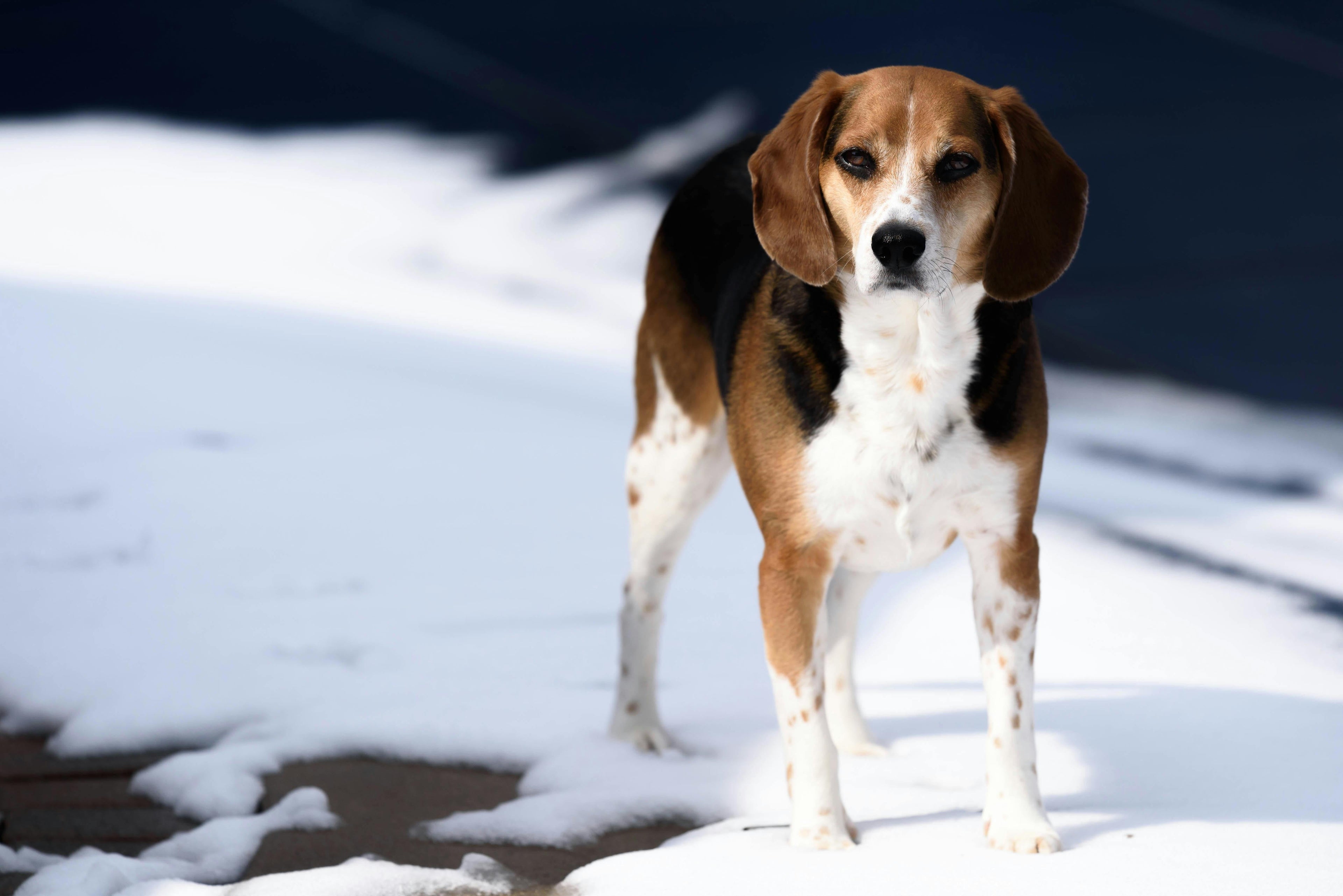 chien marchand l'hiver Image