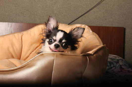 Chihuahua couché dans un lit pour chien en similicuir