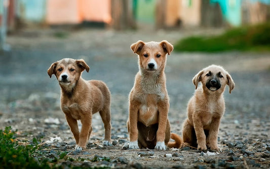 Trois chiots bruns assis sur un chemin de gravier