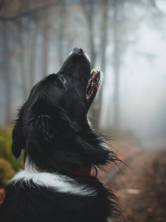 Chien noir et blanc qui hurle dans une forêt brumeuse