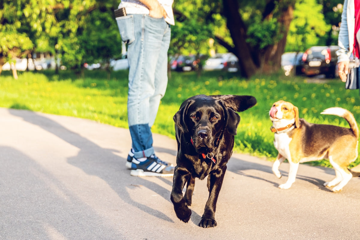 adult black Labrador retriever walking outdoors Image
