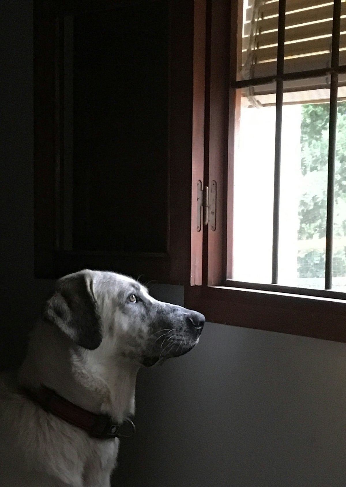 short-coated white dog near open window Image