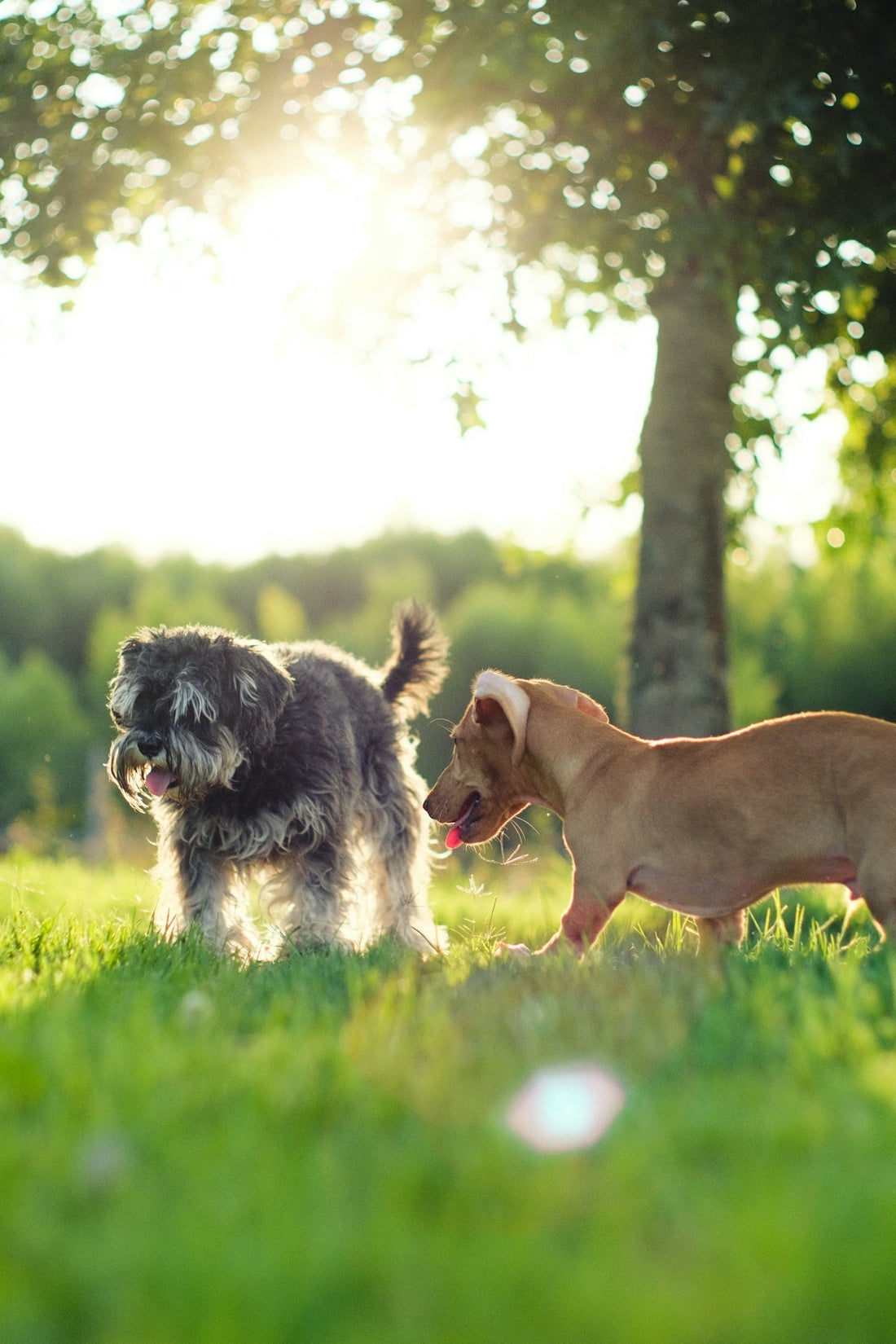 Deux petits chiens qui jouent dans l'herbe au soleil