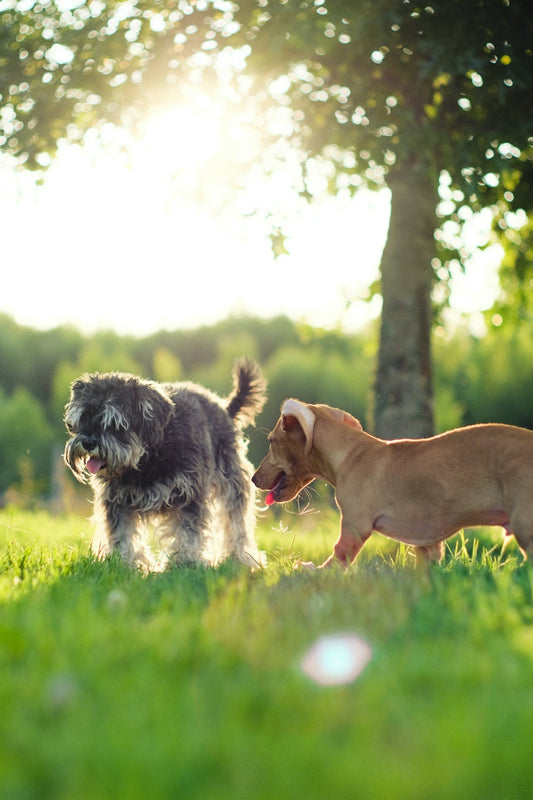 Deux petits chiens qui jouent dans l'herbe au soleil