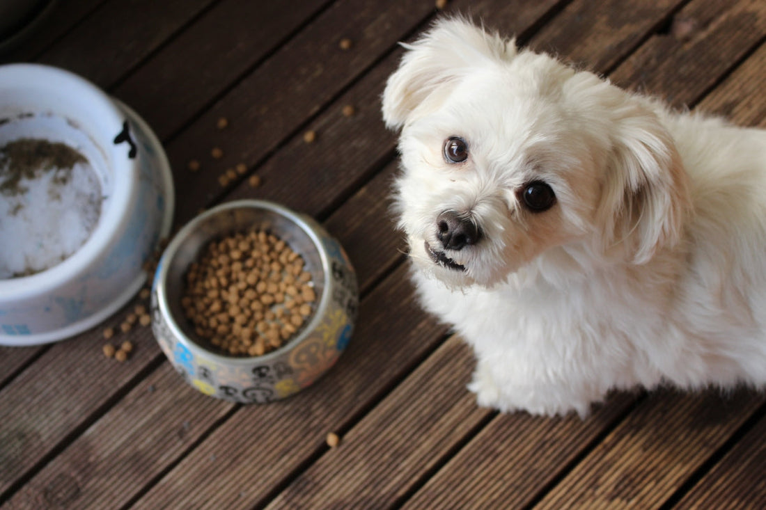 Petit chien blanc à poil long à côté de ses bols de nourriture