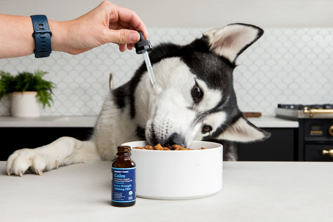 Husky qui mange dans son bol pendant qu'on ajoute un supplément au compte-gouttes