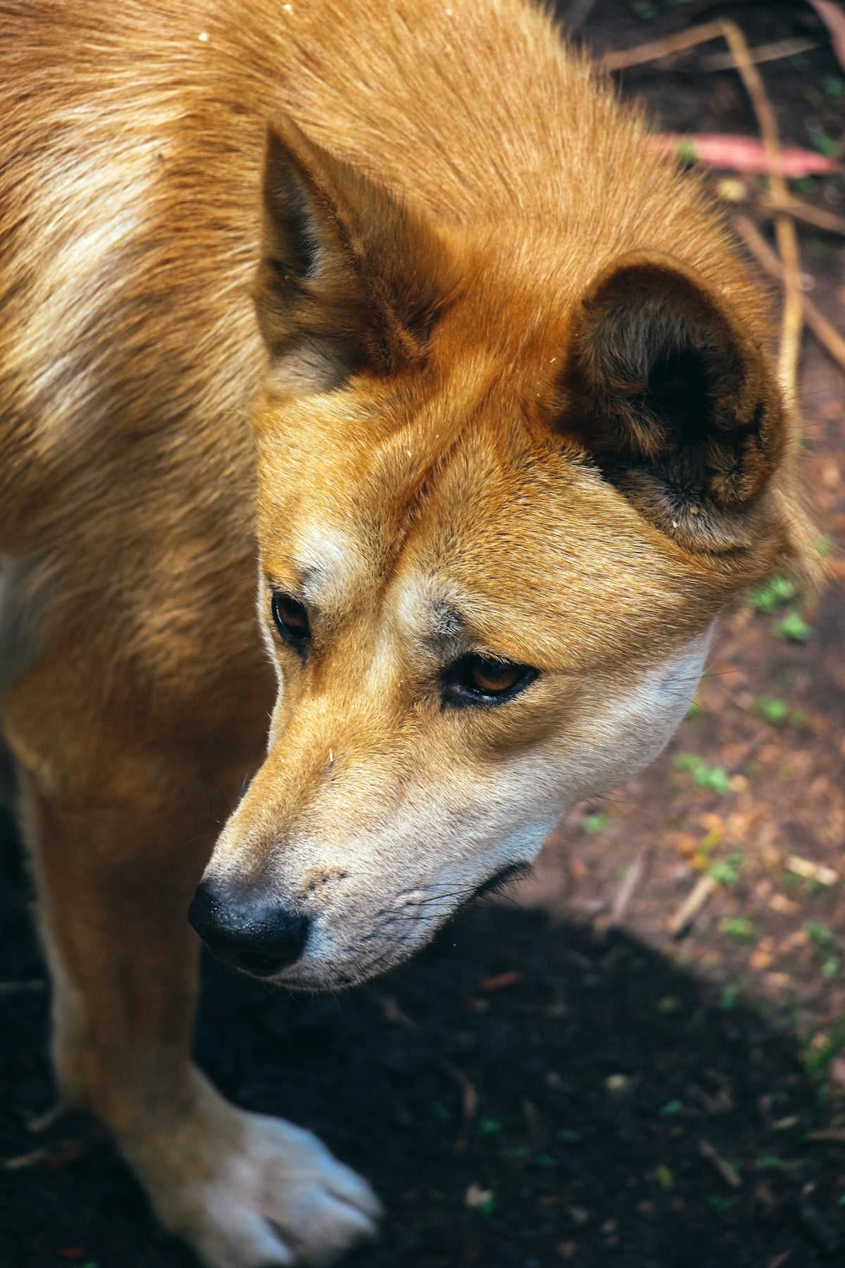 a brown dog standing on top of a dirt field