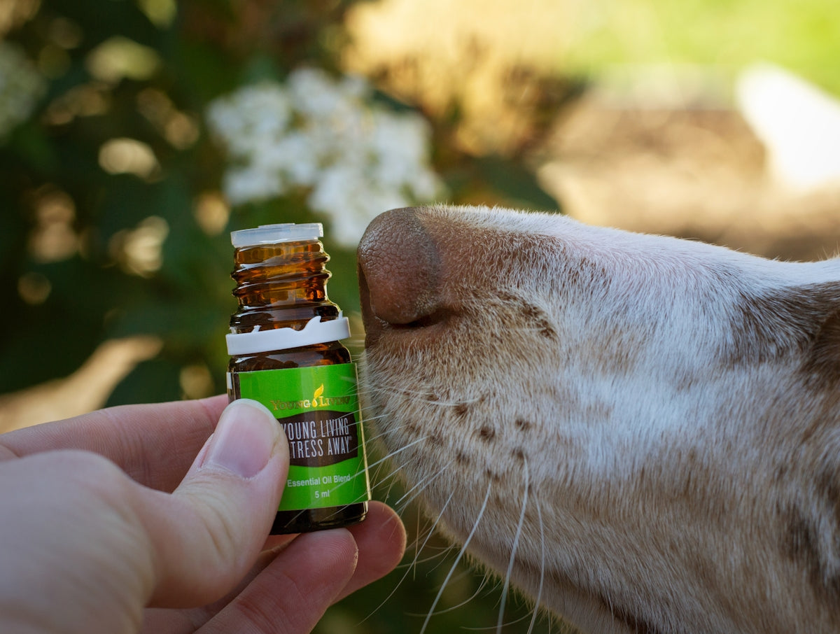 a dog sniffing a bottle of essential oils
