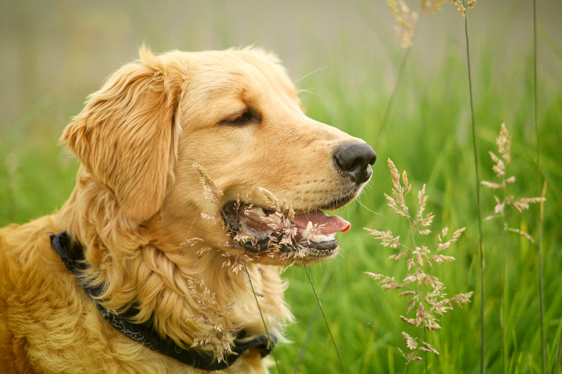 Golden retriever souriant dans les hautes herbes