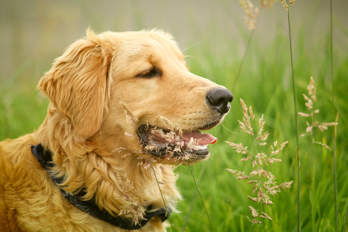a dog with its mouth open Image