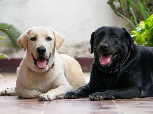 Deux labradors, un sable et un noir, couchés sur un plancher de tuiles