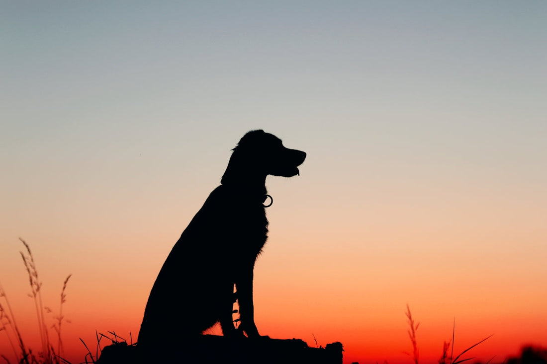 Silhouette d'un chien assis sur un rocher au coucher du soleil