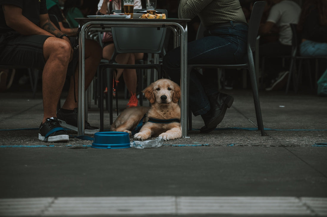 Chiot couché sous une table de terrasse, près de son bol d'eau