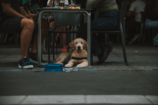 Chiot couché sous une table de terrasse, près de son bol d'eau