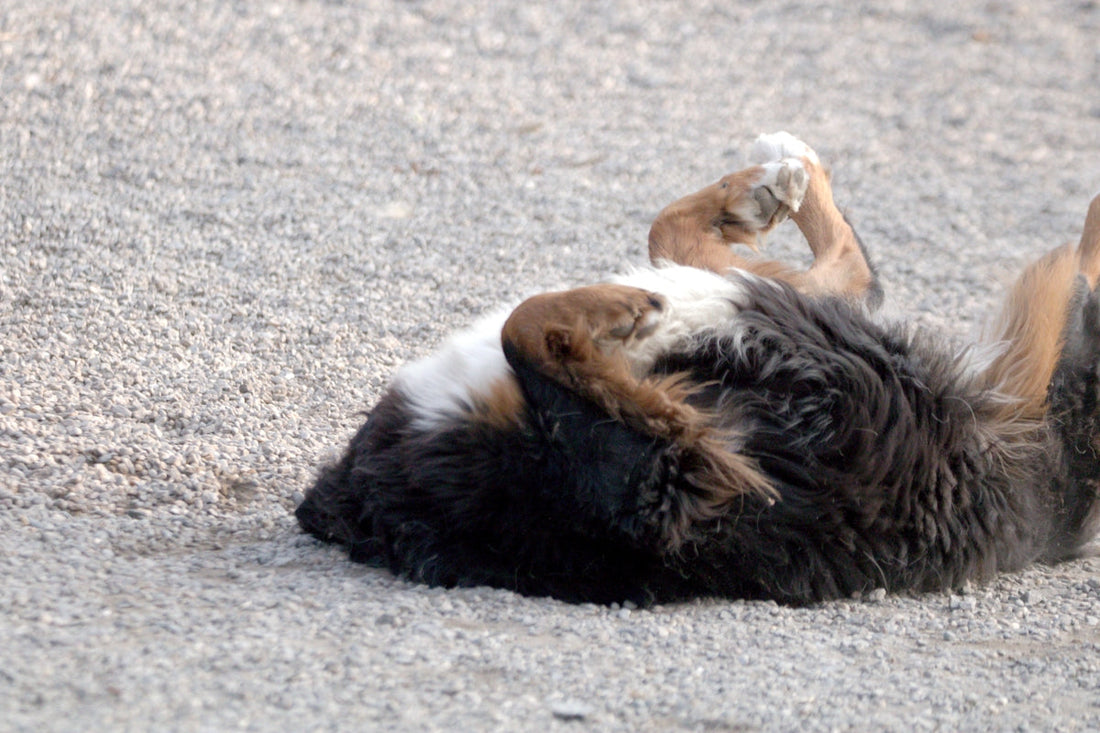 Chien qui se roule sur le dos dans le gravier