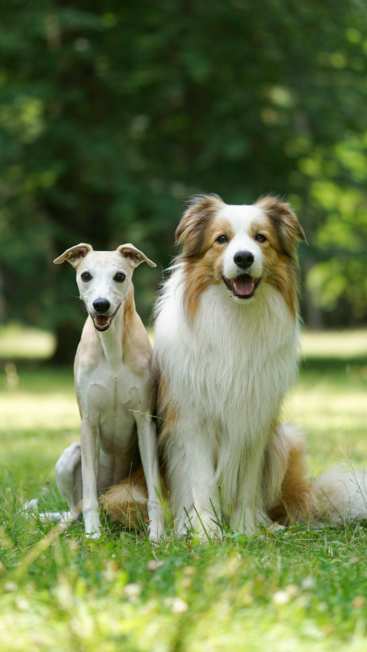 A couple of dogs sitting on top of a lush green field