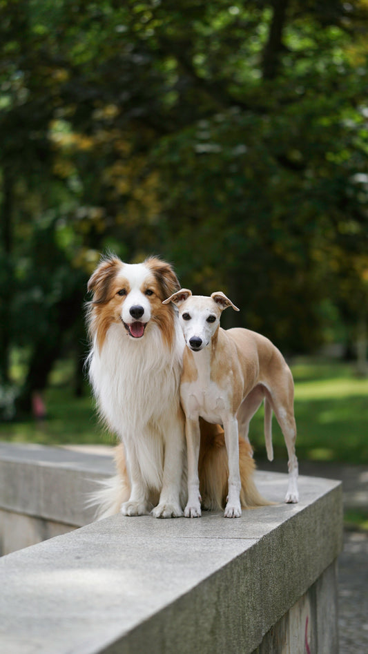 A couple of dogs standing on top of a cement wall