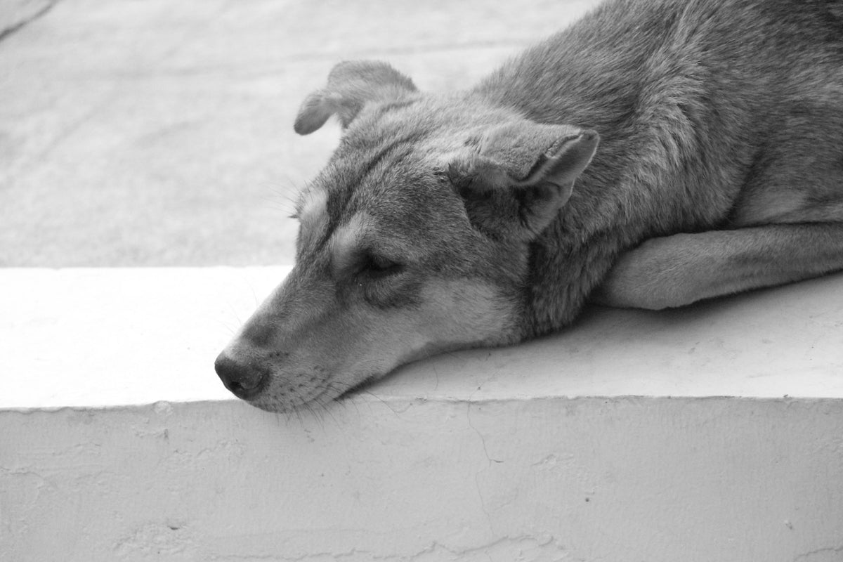 Comment reconnaître les signes de stress chez votre chien - Anivéra