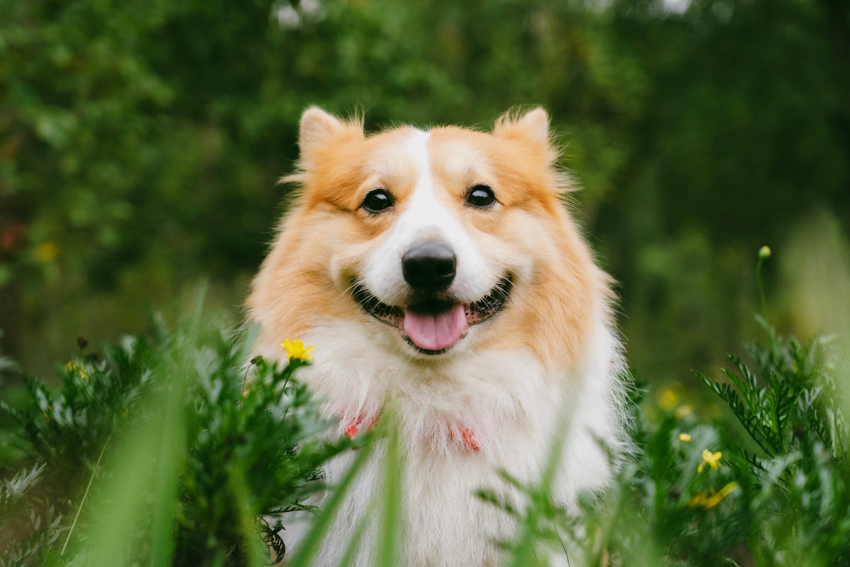 A happy corgi dog sits in green grass. Image