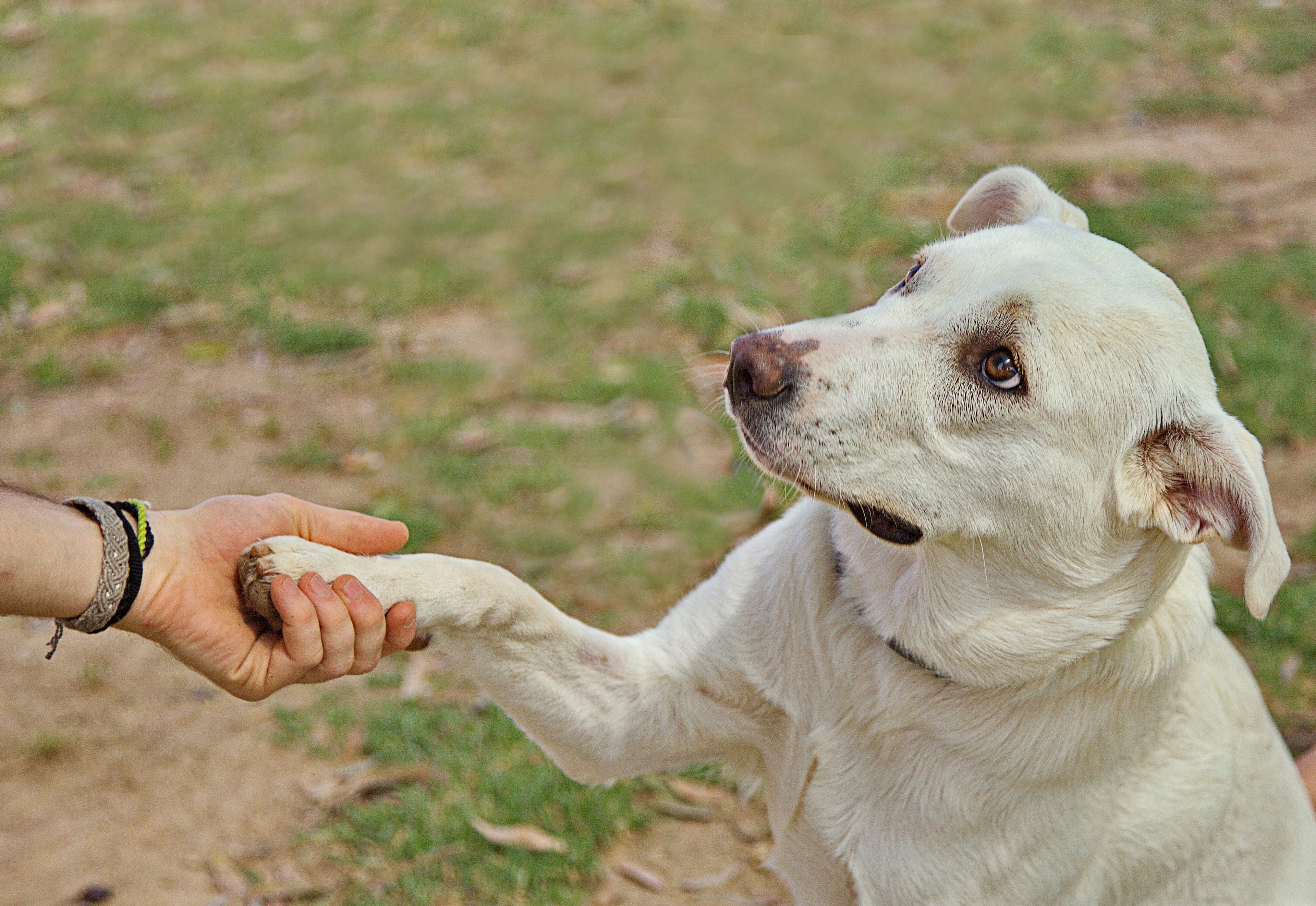 chien qui donne la patte Image