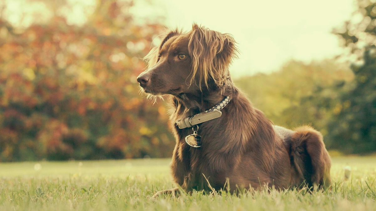 Brown dog lying in the grass, gazing into the distance in an autumn setting